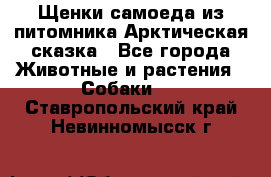Щенки самоеда из питомника Арктическая сказка - Все города Животные и растения » Собаки   . Ставропольский край,Невинномысск г.